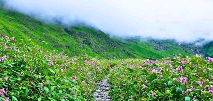 Valley Of Flower Uttarakhand